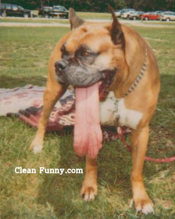chien